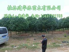 桂花樹價格：想要廣西桂花樹就來建華林苗木