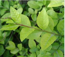 【我們只供應好的】批發金葉女貞球//金葉女貞球批發商【種植基地】