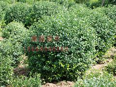 成活率高的扶芳藤球批發——吉林扶芳藤球生產基地