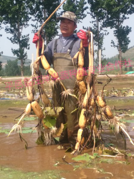 平邑雪藕推廣基地供應(yīng)劃算的南斯拉夫高產(chǎn)雪藕：黃岡南斯拉夫高產(chǎn)雪藕