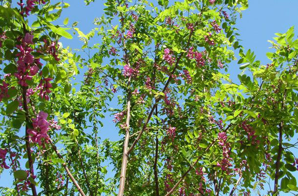 《年底特惠》4公分香花槐供应-东平香花槐批发