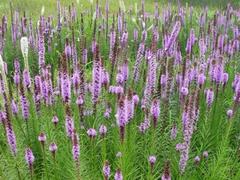 天园苗圃出售优质的蛇鞭菊：蛇鞭菊报价