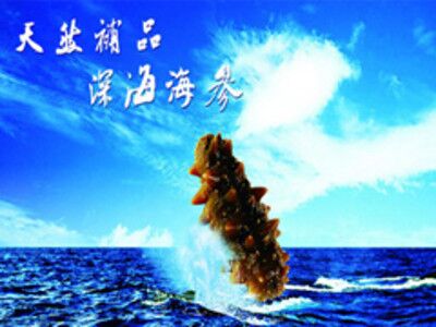 【军东水产13562569621】烟台干海参批发 烟台海参 烟台特产