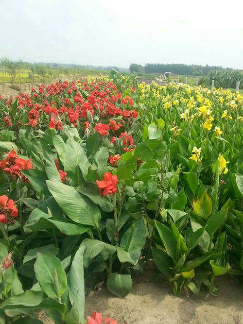 遼寧金葉垂榆哪家好/遼寧鐵嶺順天苗圃