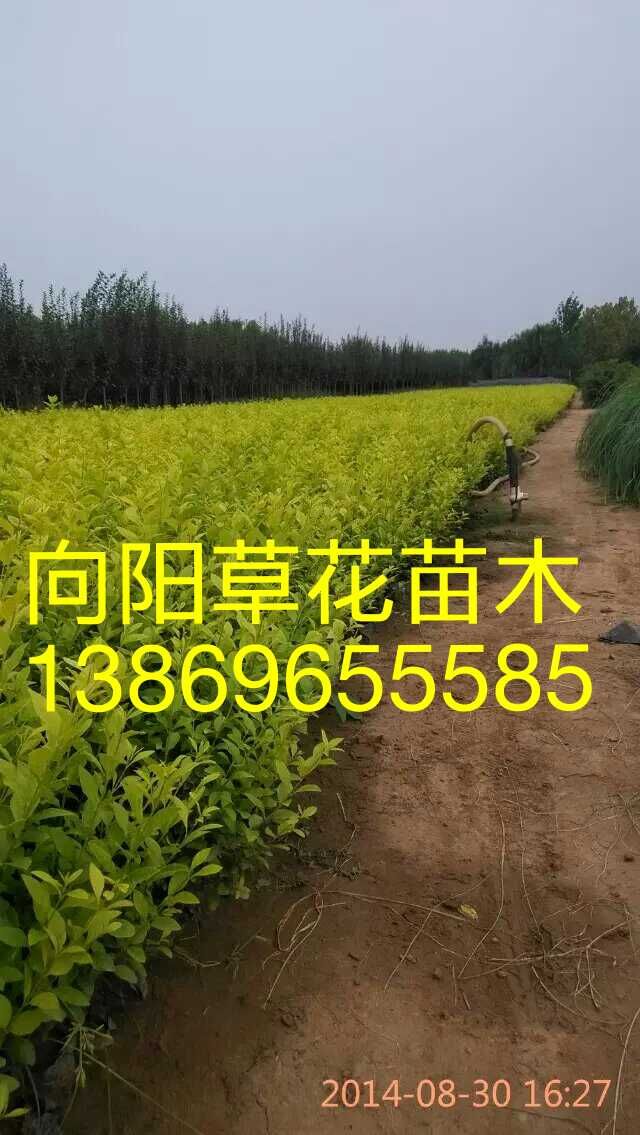 供應(yīng)山東四季草花宿根花卉雞冠花一串紅孔雀草金雞菊馬鞭草鼠尾草