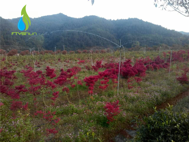 雨顺灌溉设备供应良好的连城宪阳种植基地喷灌_龙岩喷灌