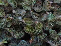 福閩珍海味提供超便宜的金線蓮——金線蓮低價出售