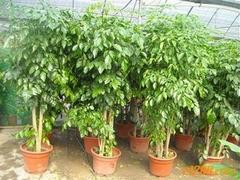 綠寶園藝_優質綠寶樹供應商：便宜的盆景植物