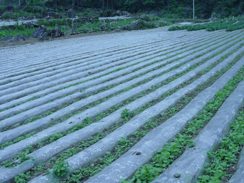 邯鄲地區(qū)好的農(nóng)用地膜在哪兒買 _專業(yè)河北地膜廠家