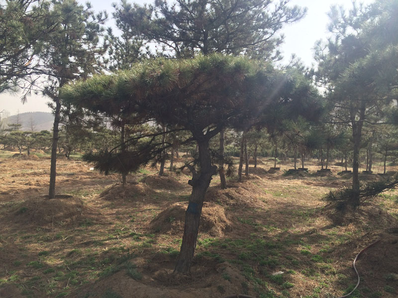 【五岳獨尊】山東基地培育優良泰山迎客松  自產自銷 價格優惠