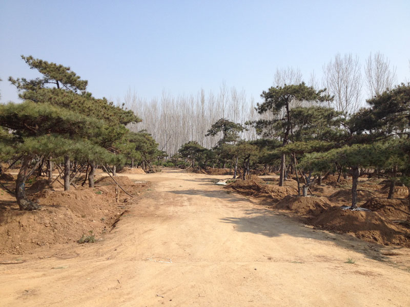 福建景观油松：大量出售山东观赏油松树