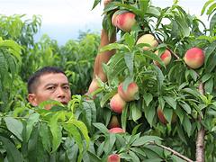 恭城瑶族南方苹果桃，口碑好的南方苹果桃出售