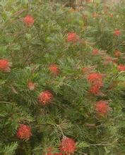 五角楓種植基地/本溪山誠苗木