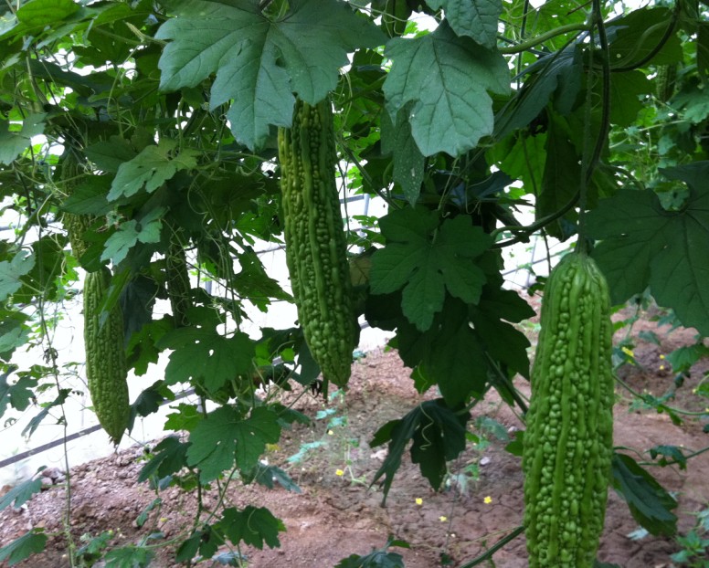 購買西紅柿種子優(yōu)選宇豐種業(yè)公司，青州番茄種子