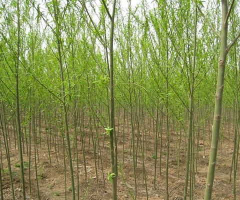 山東青皮垂柳基地 地枝條細長，生長迅速