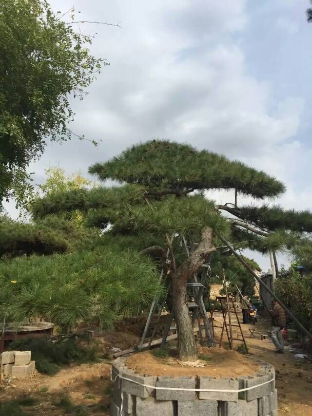 山東6-8公分五角楓，基地直銷價格合理先到先得