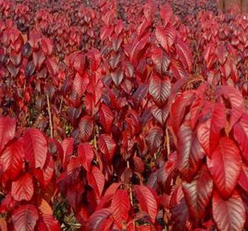 想買(mǎi)合格的紅葉櫻花，就到朝陽(yáng)苗木基地   _長(zhǎng)治紅葉櫻花