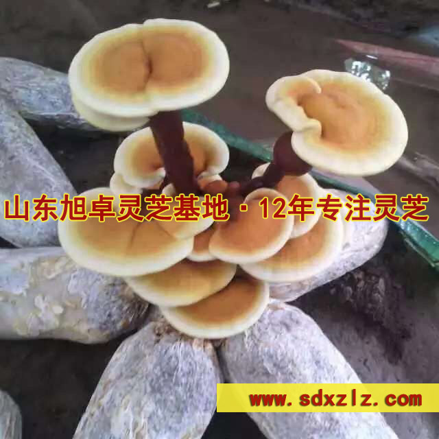 冠縣靈芝切片廠家 無公害靈芝切片批發價格原始圖片2