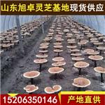 山东优质灵芝菌种批发 灵芝片生产厂家