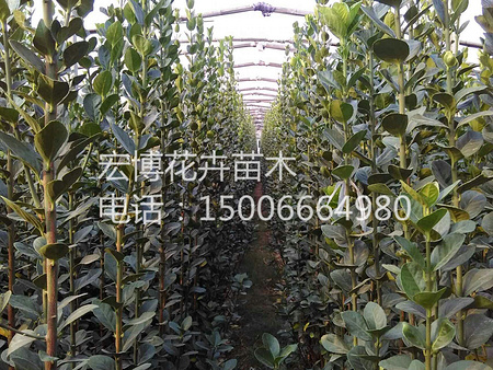 【我要上頭條】大花萱草種植基地&青州大花萱草種植基地【宏博】