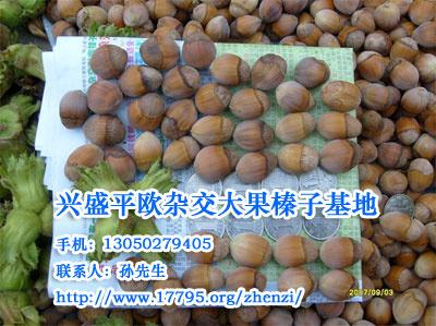 大果榛子樹苗-興盛平歐雜交大果榛子基地