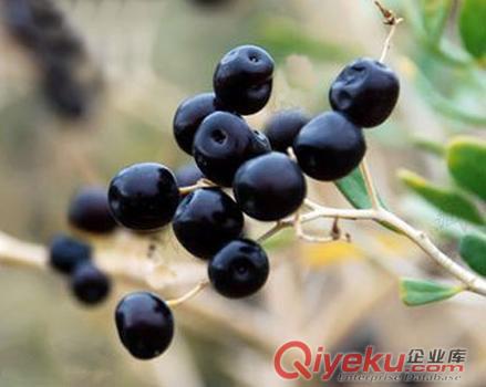 藍莓花青素固體飲料代加工顆粒劑粉劑沖飲品委托加工