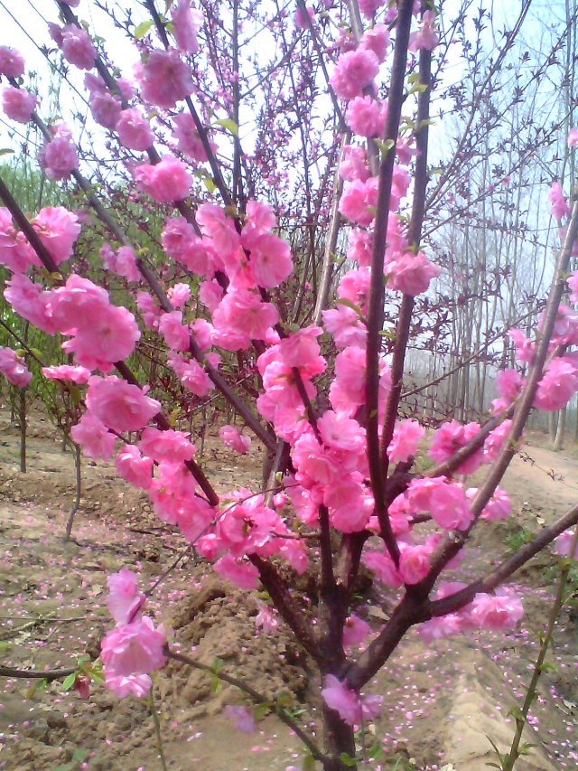 廣東大型菊花碧桃種植基地！自產(chǎn)自銷(xiāo)優(yōu)質(zhì)菊花碧桃  誠(chéng)信為本