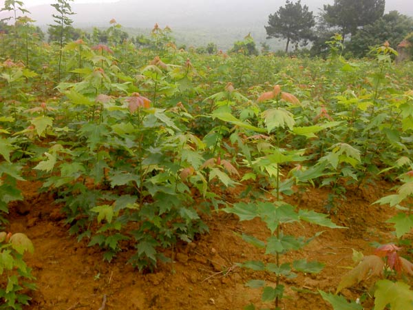 美国红点红枫供应商哪家好：菏泽美国红点红枫