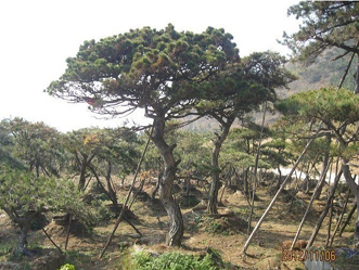 泰山古松市場行情資訊 青島景觀松樹