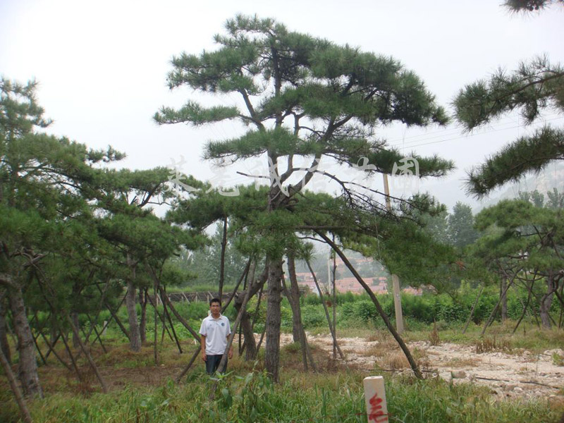 泰山古松市場行情資訊 青島景觀松樹