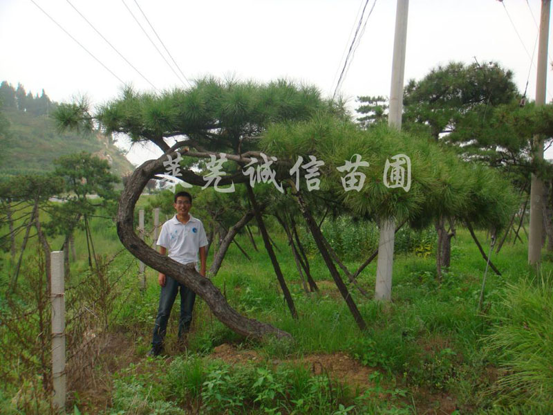 景观松树报价|专业泰山古松市场价格情况