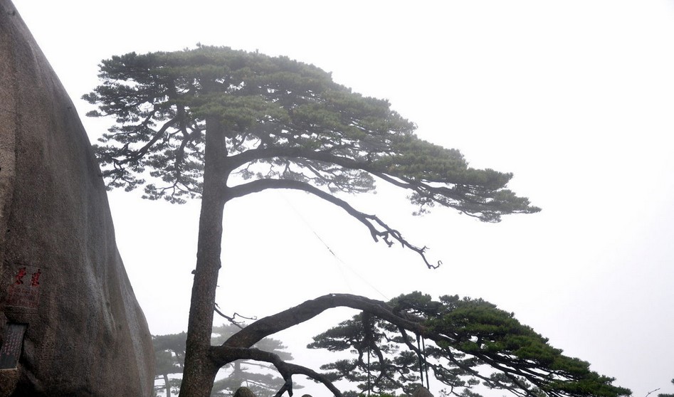 供應山東無病蟲害的迎客松樹 景觀迎客松樹基地