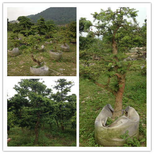 形狀特異的專屬福建油杉