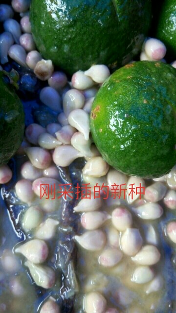 香橙種子