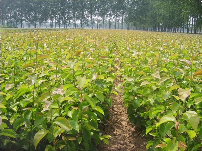 供应山东销量好的梨树苗|梨树苗基地