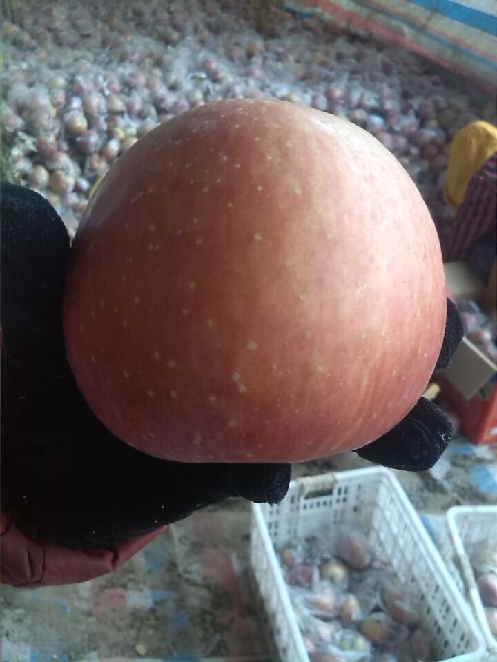 陜西紅富士蘋果價格，紅富士蘋果批發價格原始圖片3