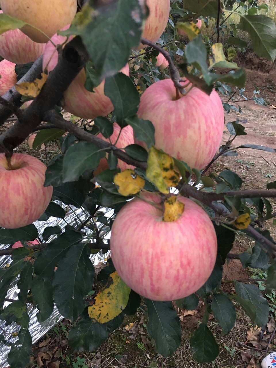 陜西膜袋紅富士蘋果產地價格，膜袋紅富士蘋果基地價格