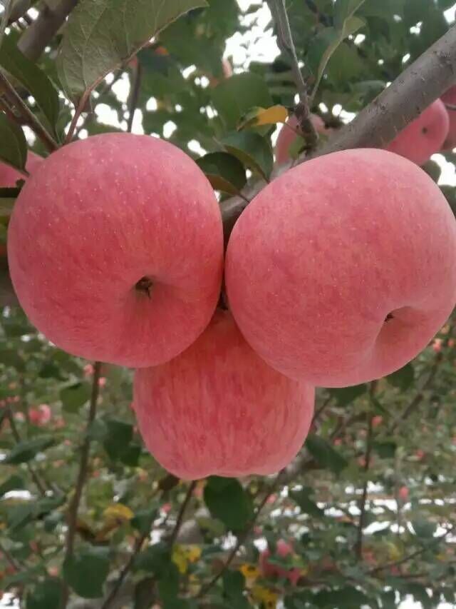 陜西紙袋紅富士蘋果產地價格，紙袋紅富士蘋果基地批發價格原始圖片3