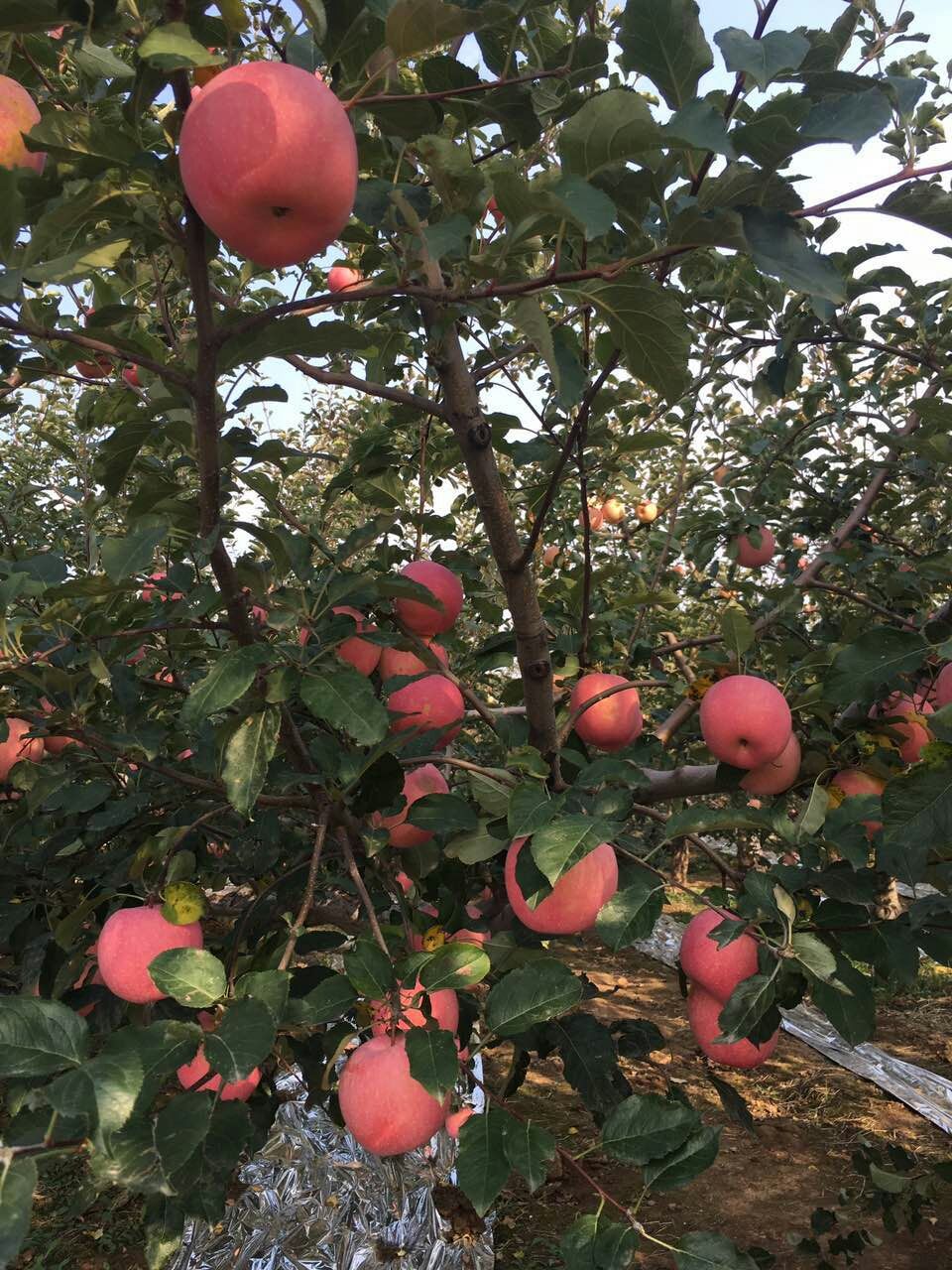 陜西冷庫膜袋紅富士蘋果價格，冷庫膜袋紅富士蘋果批發(fā)價格原始圖片3