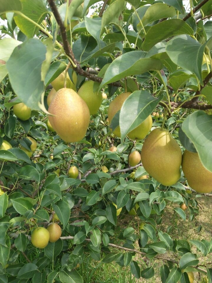 陜西紅香酥梨產(chǎn)地價(jià)格，紅香酥梨基地批發(fā)價(jià)格