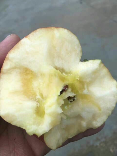 2017陜西紅富士蘋果價(jià)格，膜袋紅富士蘋果批發(fā)原始圖片2