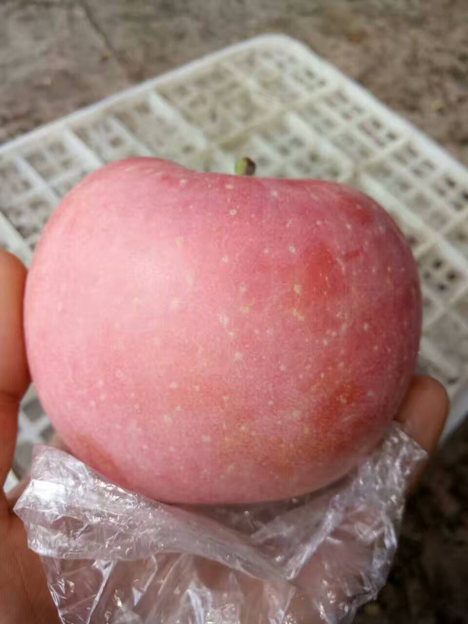 2017陜西紅富士蘋果價(jià)格，膜袋紅富士蘋果批發(fā)原始圖片3
