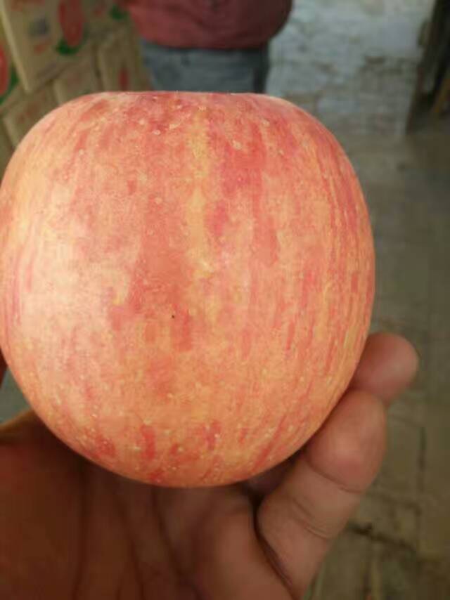 2017陜西紙袋紅富士蘋果，冷庫紅富士蘋果價格行情