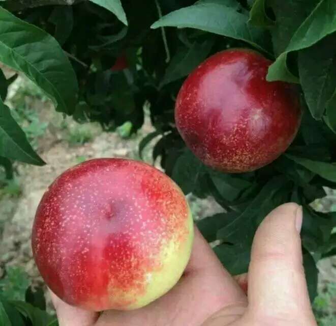 2017油桃中油5油桃產(chǎn)地行情陜西518油桃批發(fā)價(jià)格