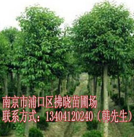 6公分廣玉蘭多少錢一株