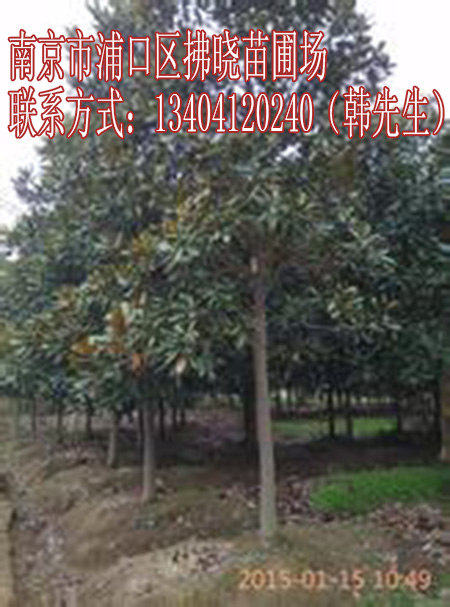 6公分廣玉蘭多少錢(qián)一株