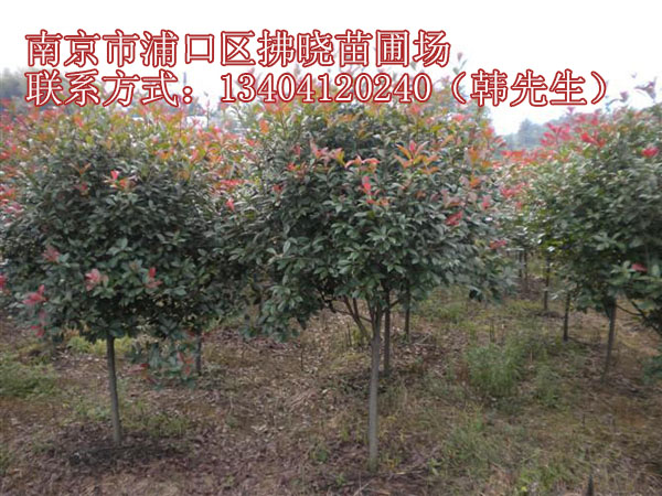 肥西紅葉石楠價(jià)值哪家便宜