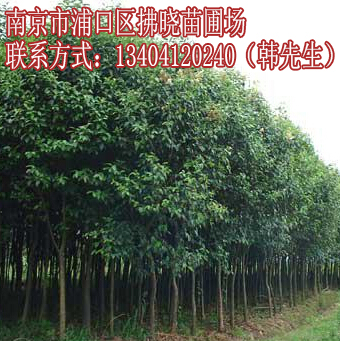 湖南8公分大葉女貞播種種植技術(shù)苗木