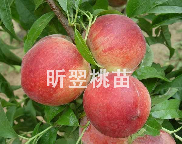 【W(wǎng)ord天！】全紅蜜桃樹苗*濟(jì)寧全紅蜜桃樹苗*全紅蜜桃樹苗批發(fā)