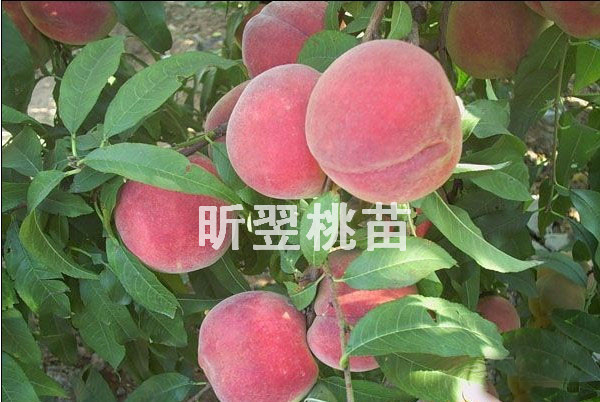 【CALL ME!】昕翌-【映霜紅桃種植基地&映霜紅桃樹苗價格*映霜紅果樹苗種植基地】